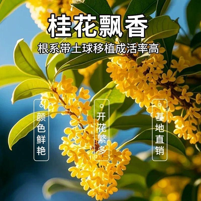 锦簇花园