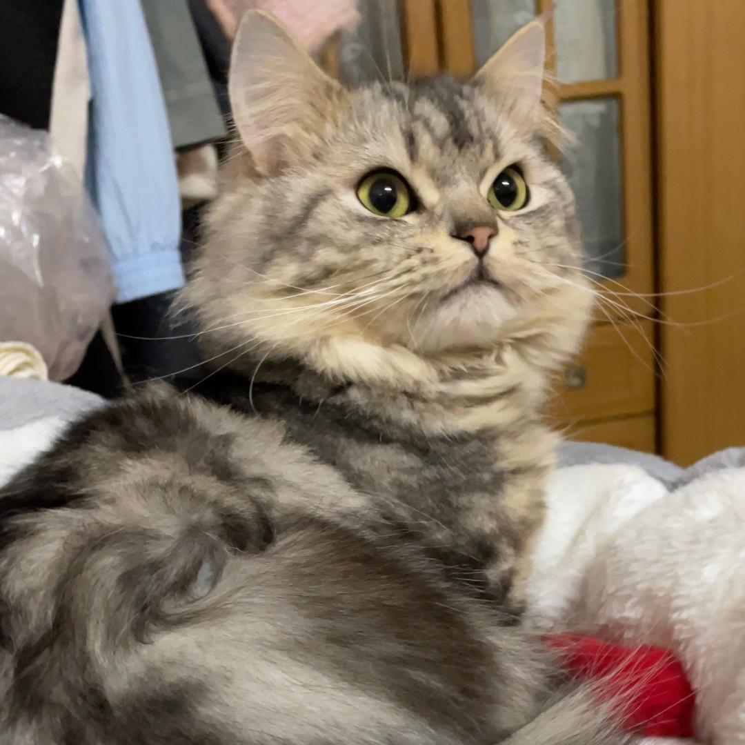 二胖不胖