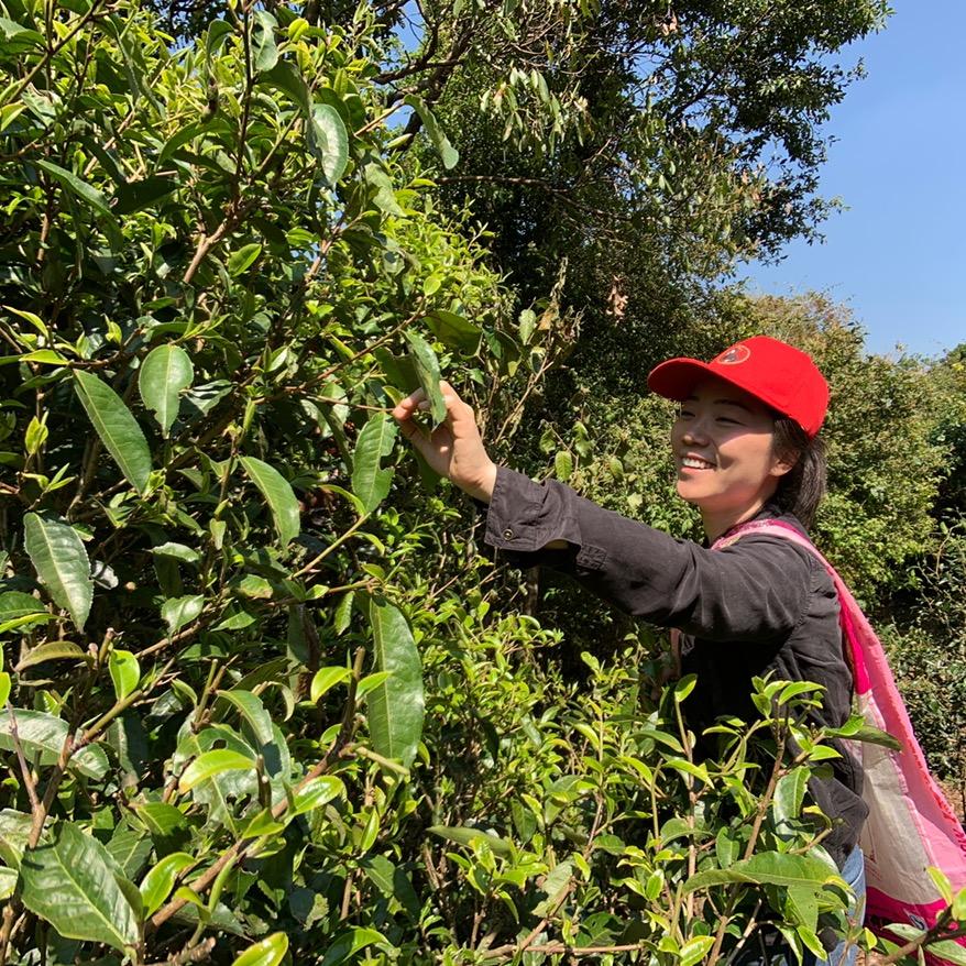 易清欢古树普洱茶