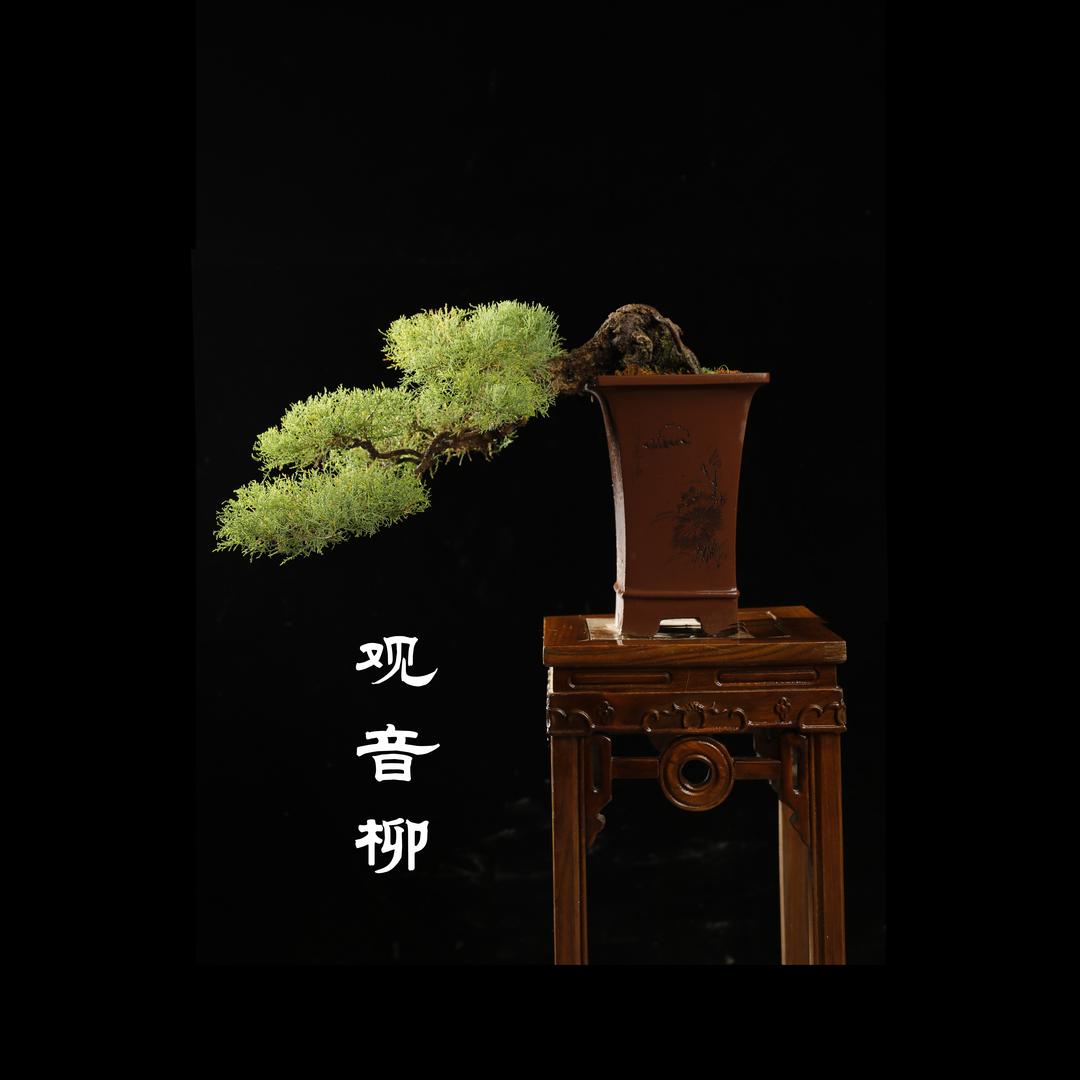 泥巴军盆栽
