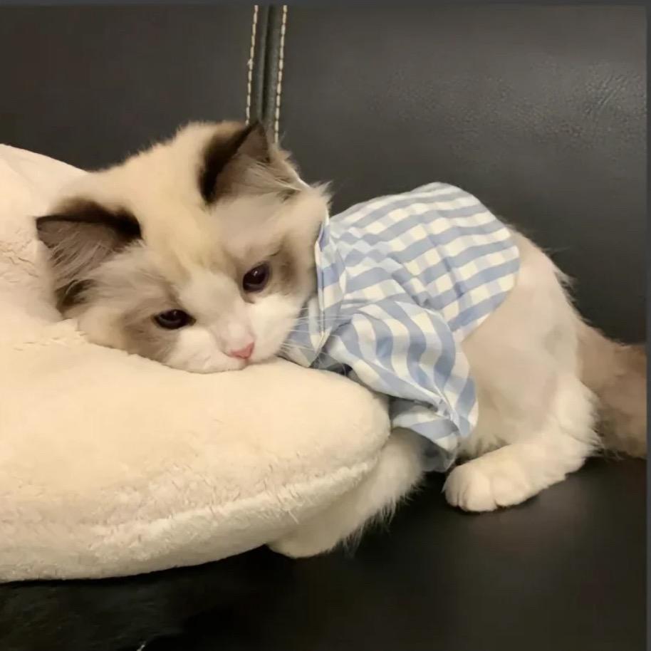 小乖🥸