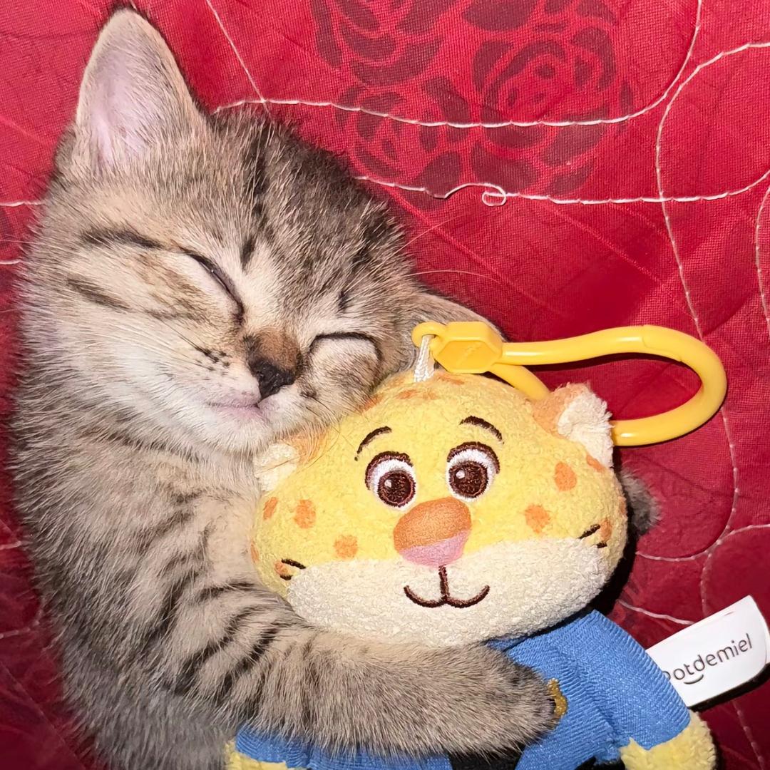 大块猪肉