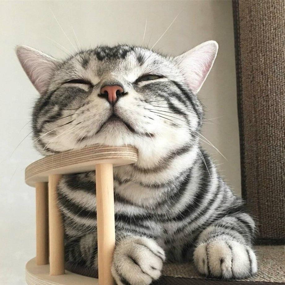 豆小豆🐯