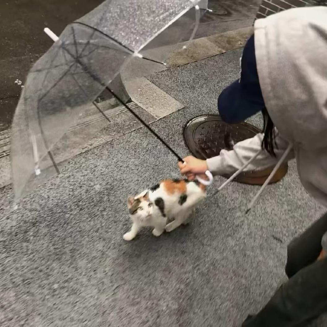 小🐟饼