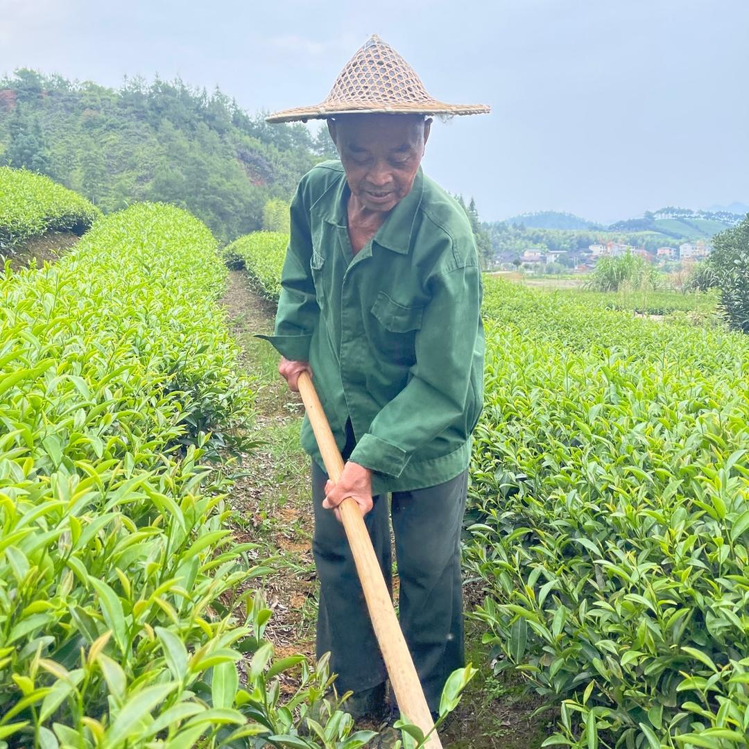 武夷山茶农直销