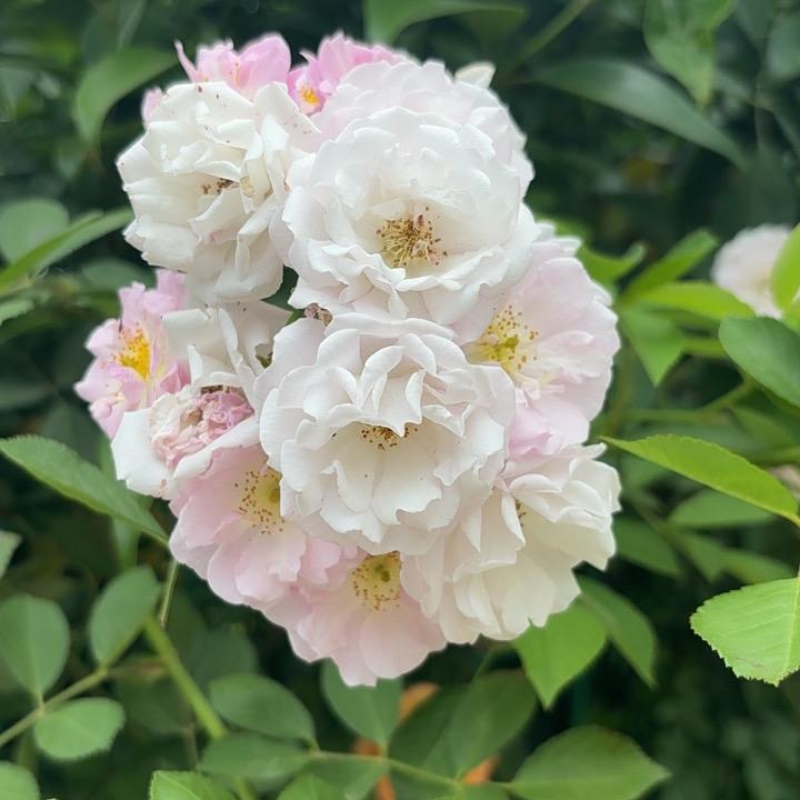 小燕鹦鹉
