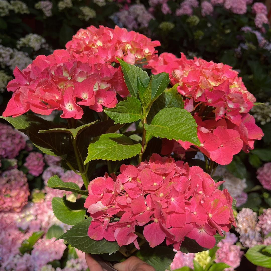 洛洛花卉个体店