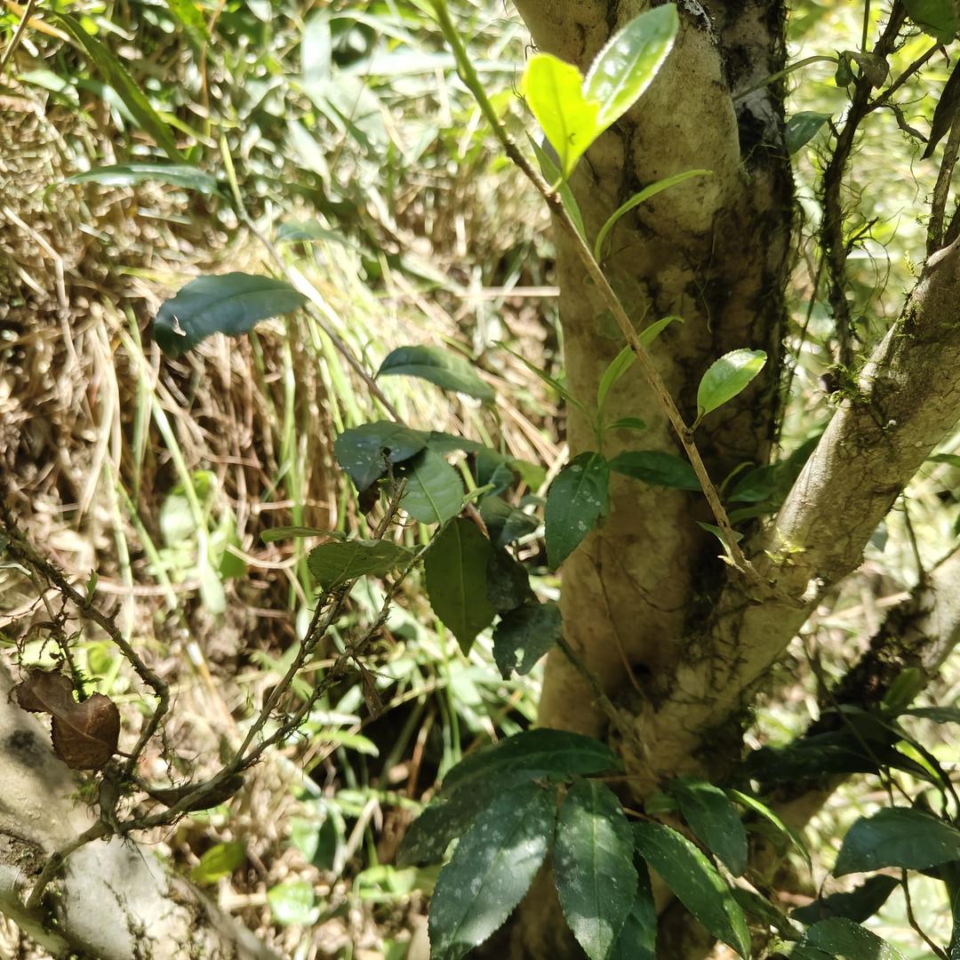 云中茶仓