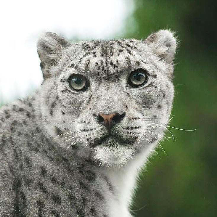 WildKay