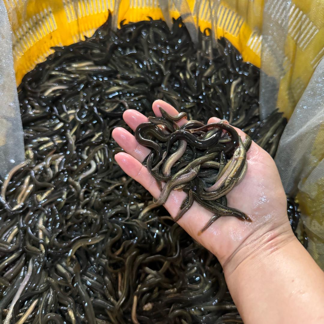 安成铺鑫海建材批发市场水产区一号柴氏水产