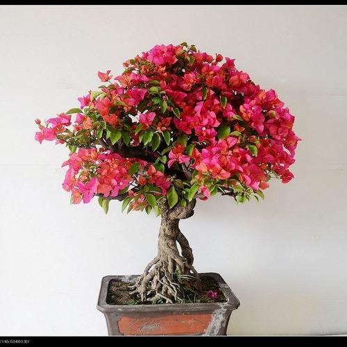 北苑三角梅花卉