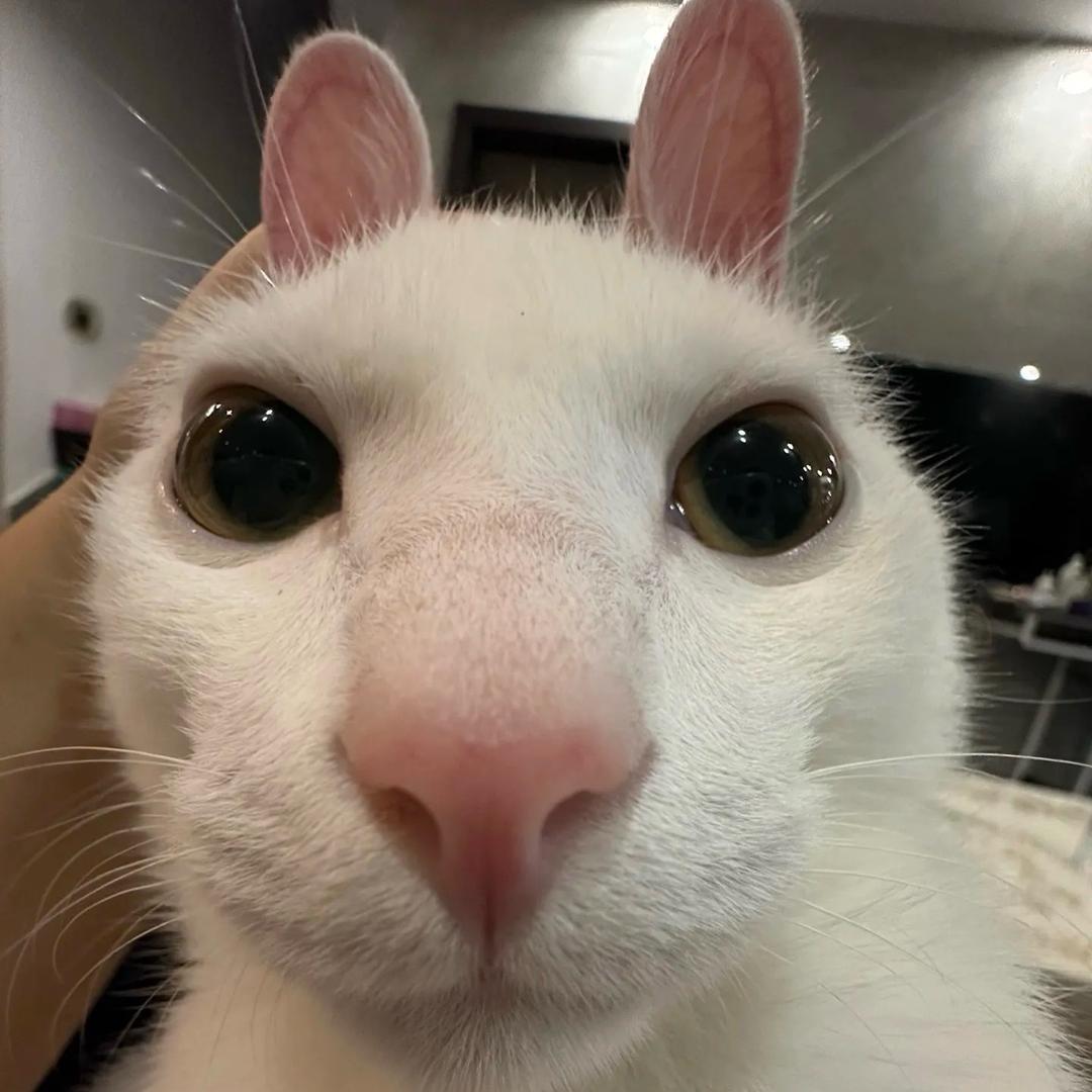 我是人
