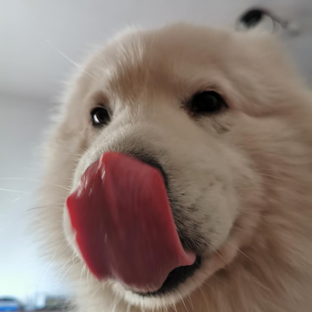 白狗非狗