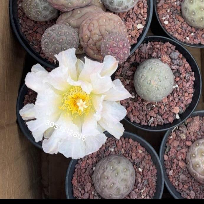 花纺