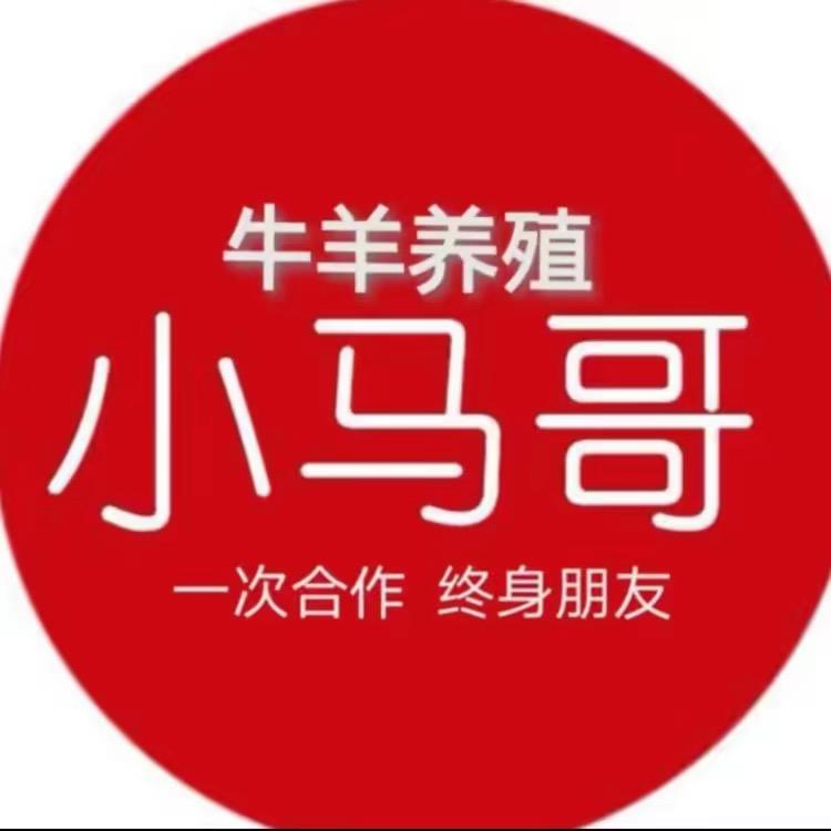 牛羊养殖小马哥
