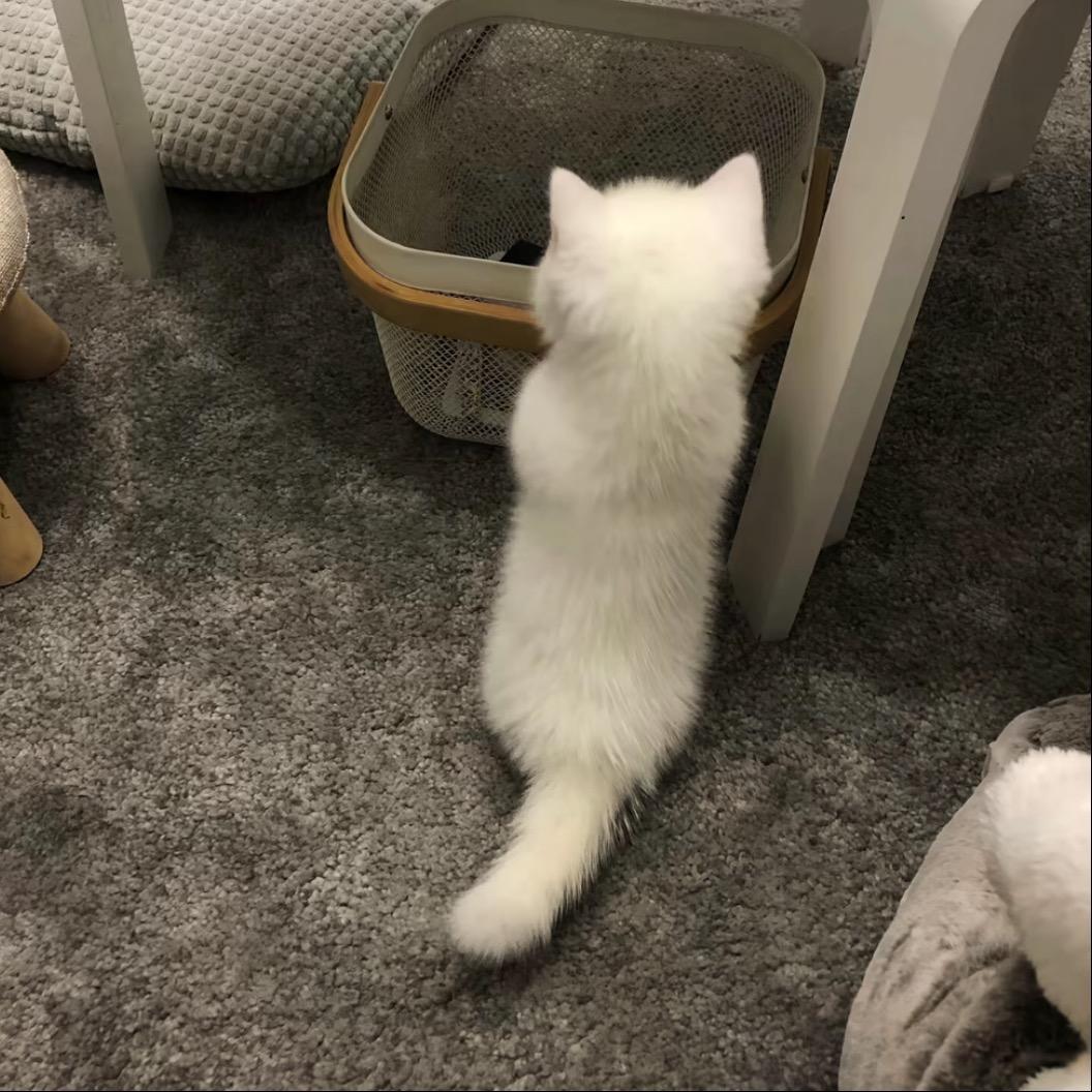 小涵^