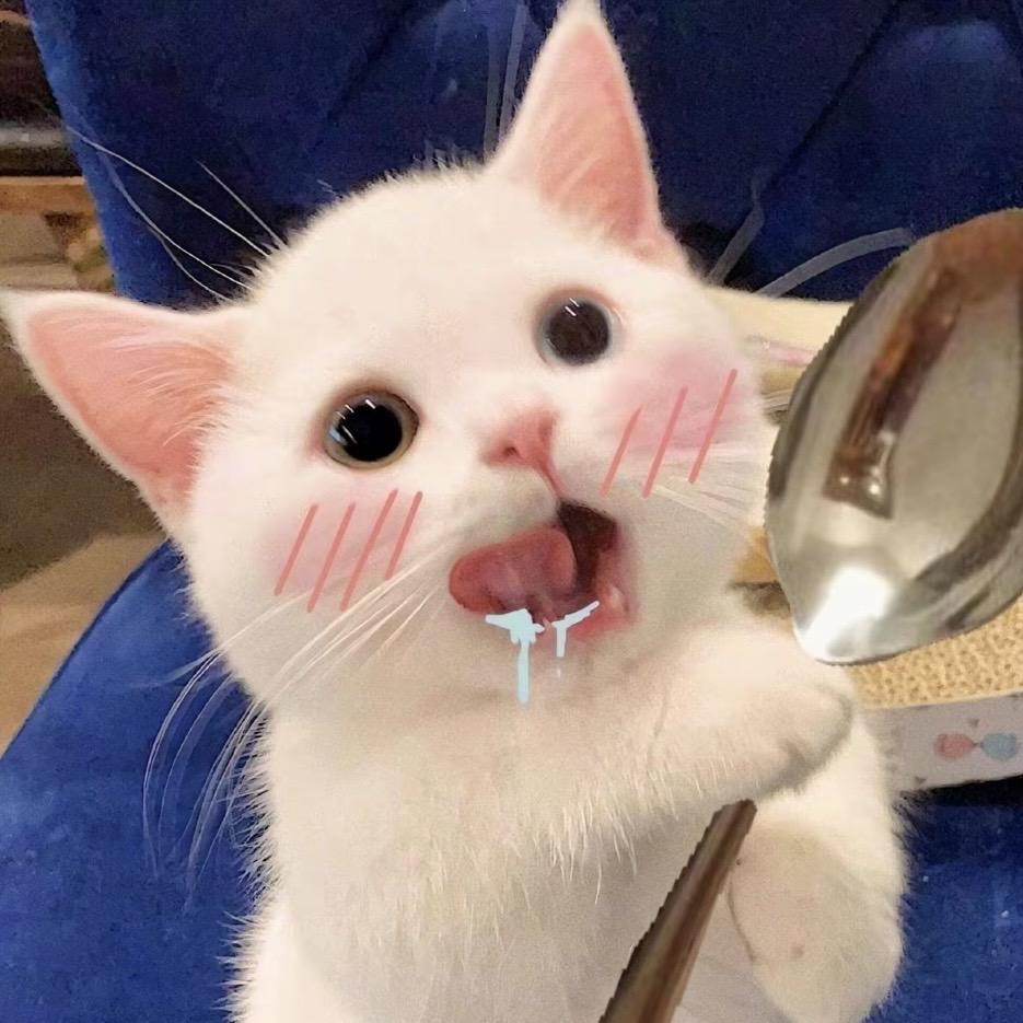 橙猫伊森猫舍