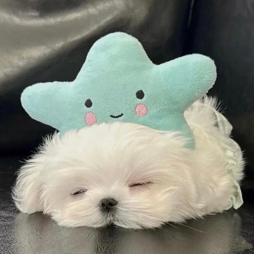 越越¹¹⁰¹.🌙
