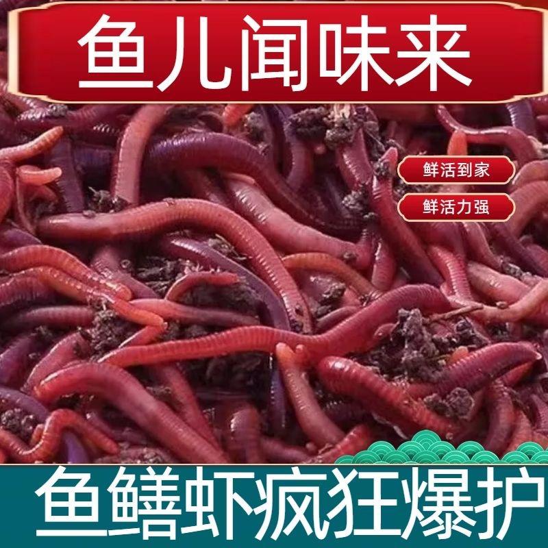 钓之界蚯蚓