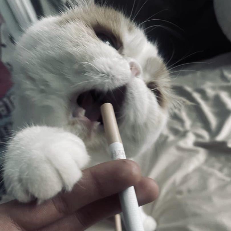 - Lia7🦐