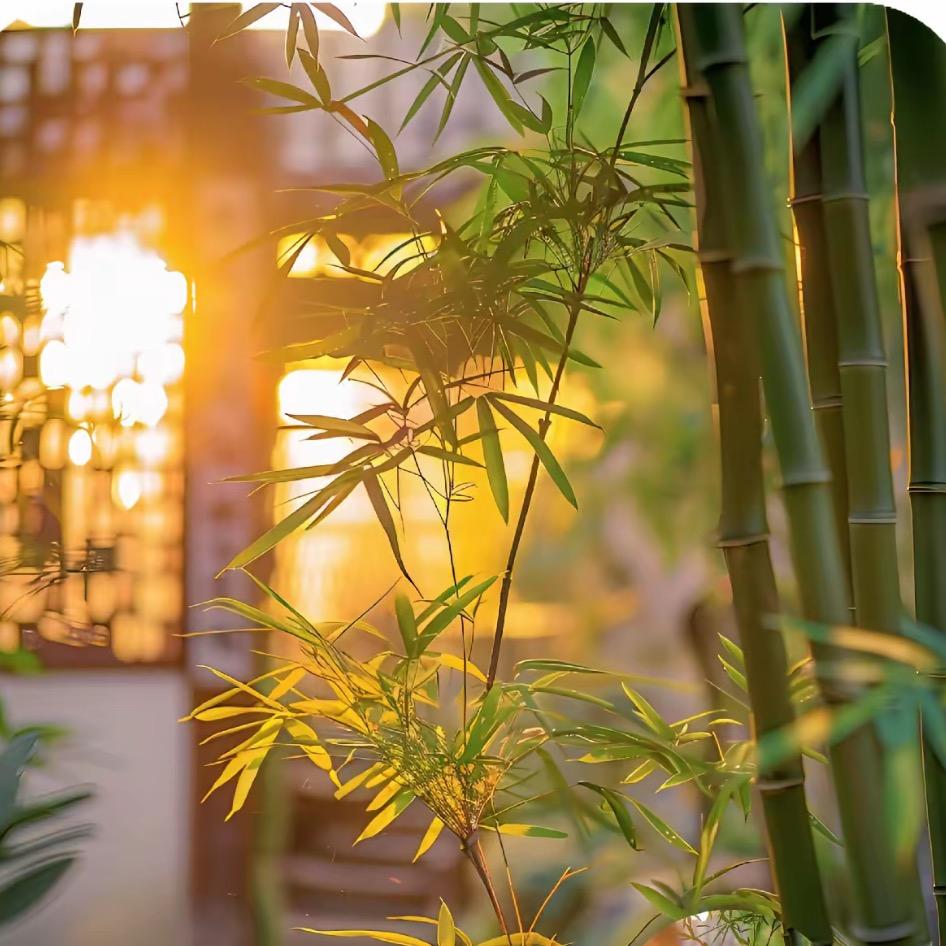 四季花香绿植
