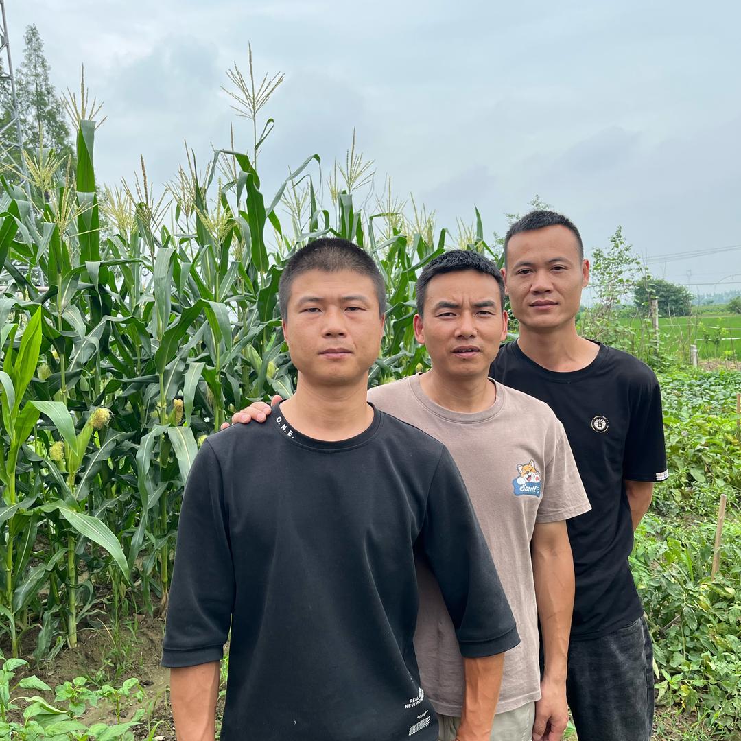 户外阿尧（金环虎头蜂）