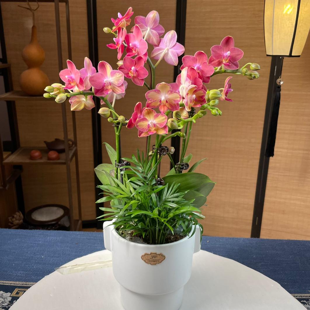 好专业蝴蝶兰