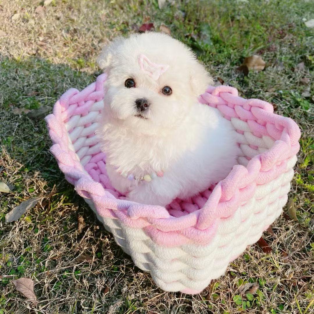 卫小枝❄️