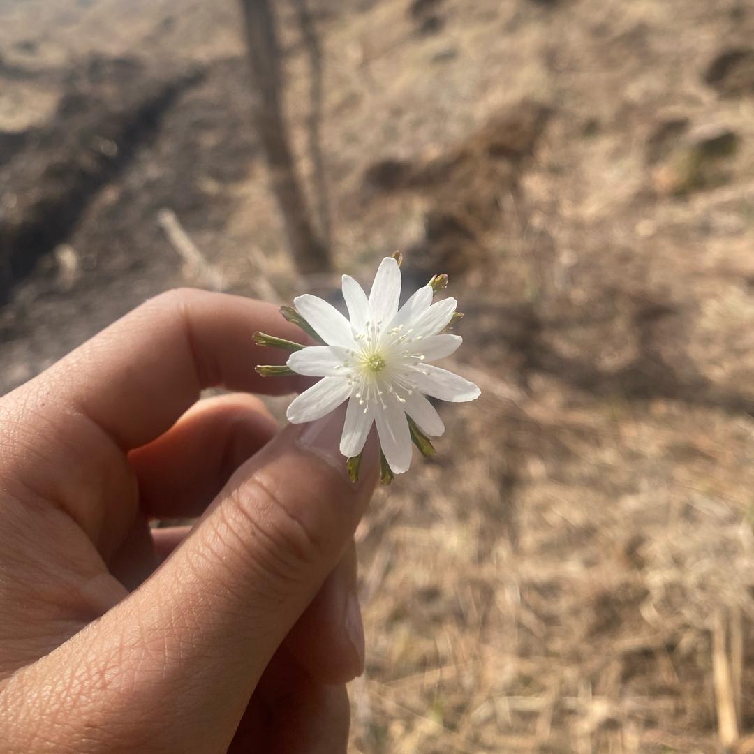 酸菜馅子