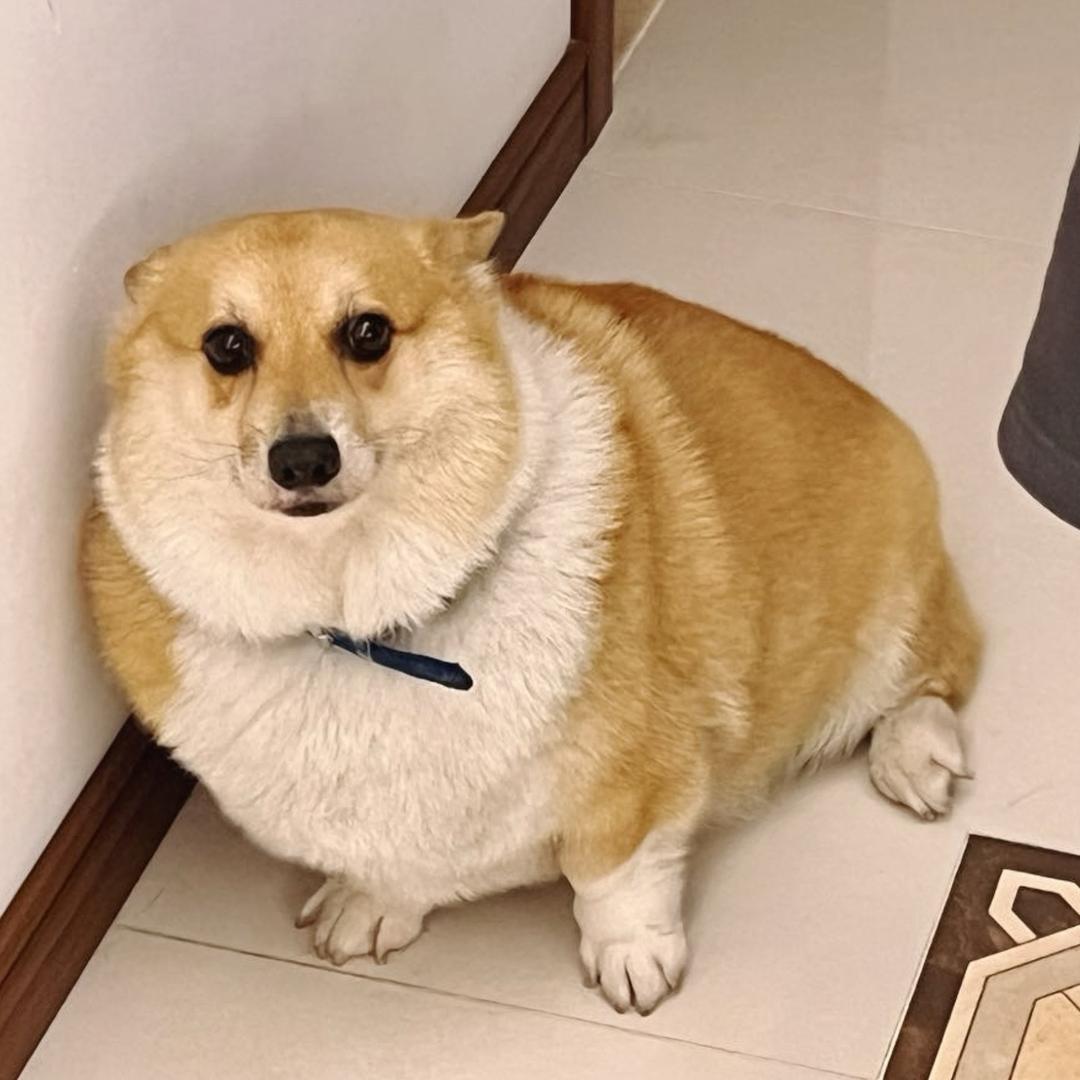 比卡超