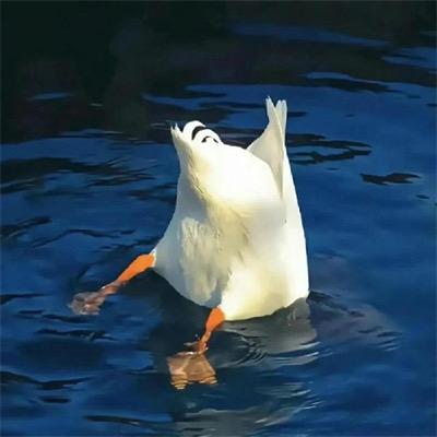 悍匪
