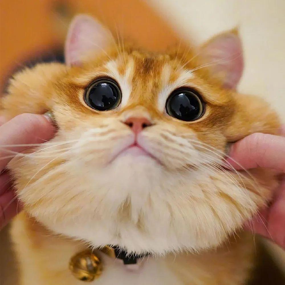 呼噜猫舍