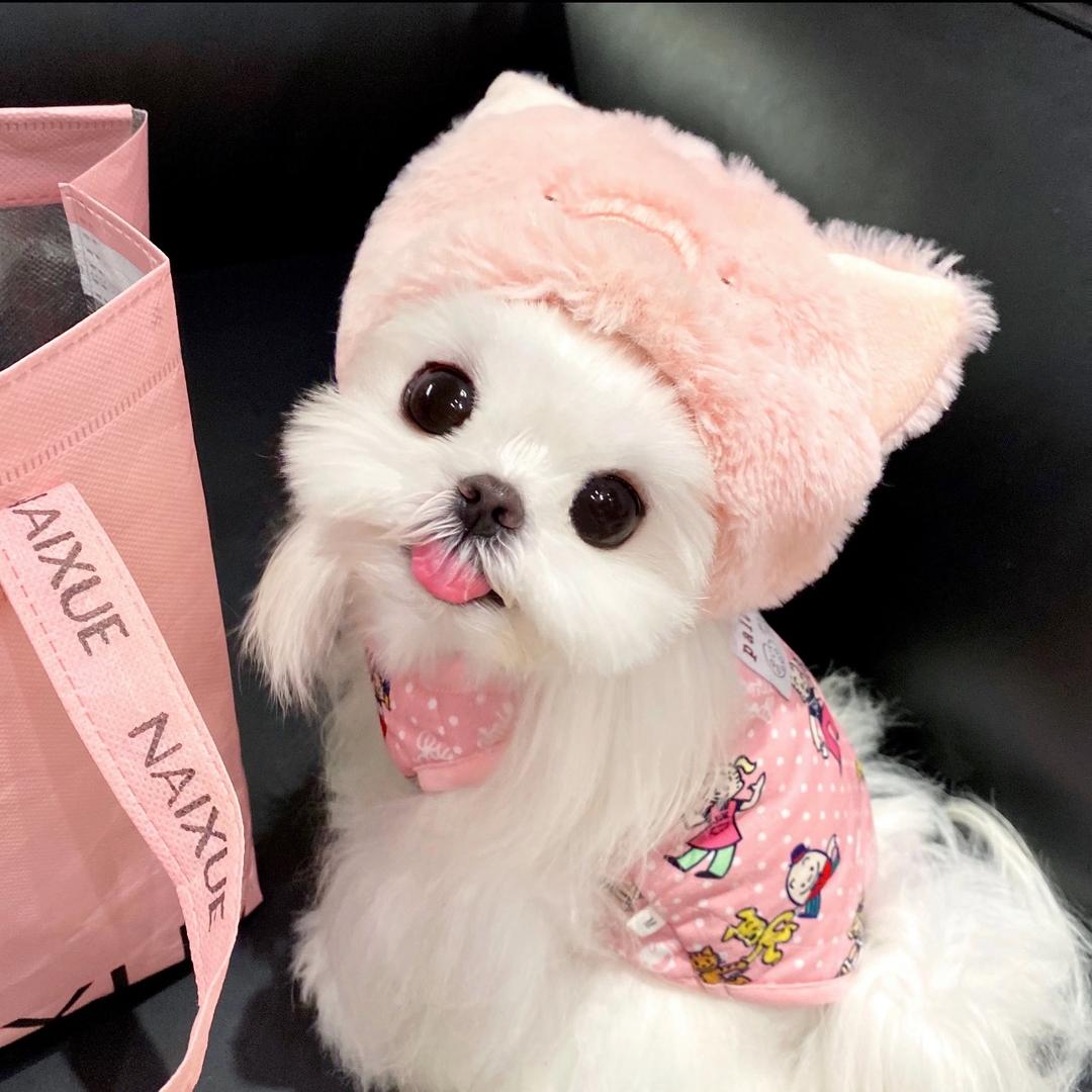 猪猪就酱