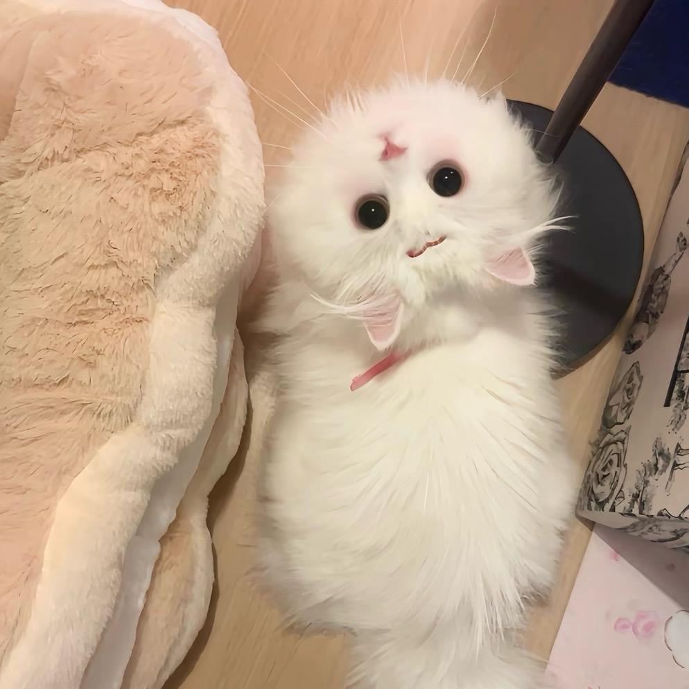 小狗还有猫咪