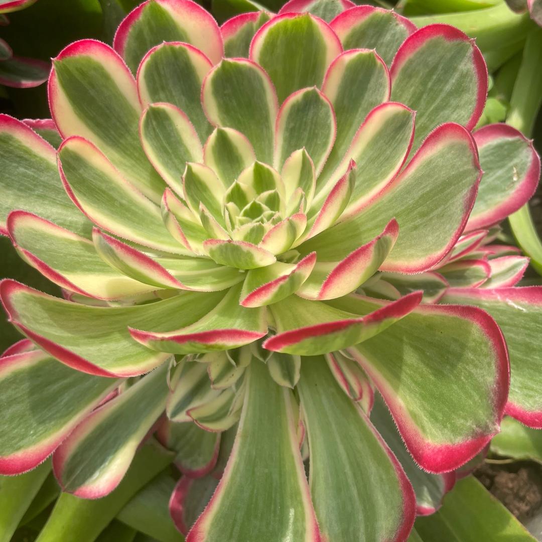 蝴蝶兰花花中心