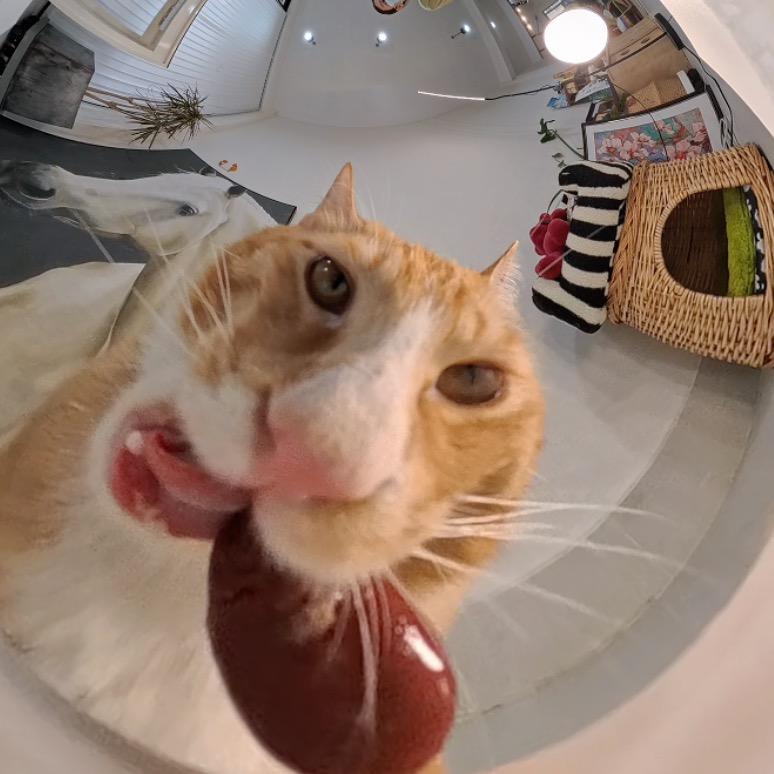 橘橘橘猫