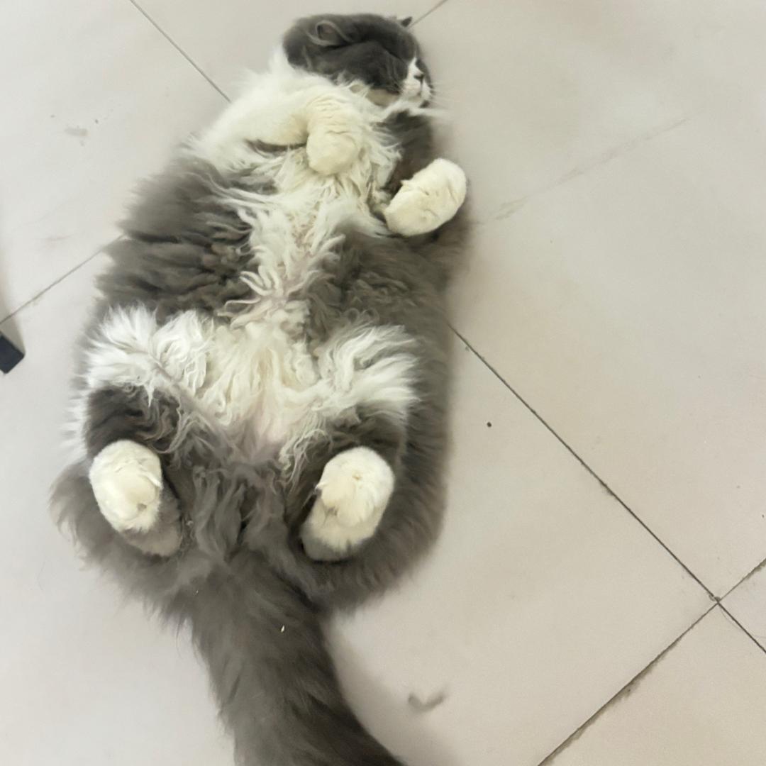 功夫熊猫