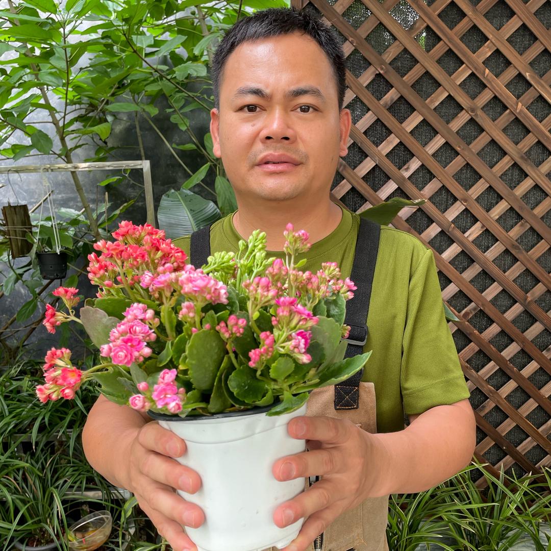 老苏教你养花