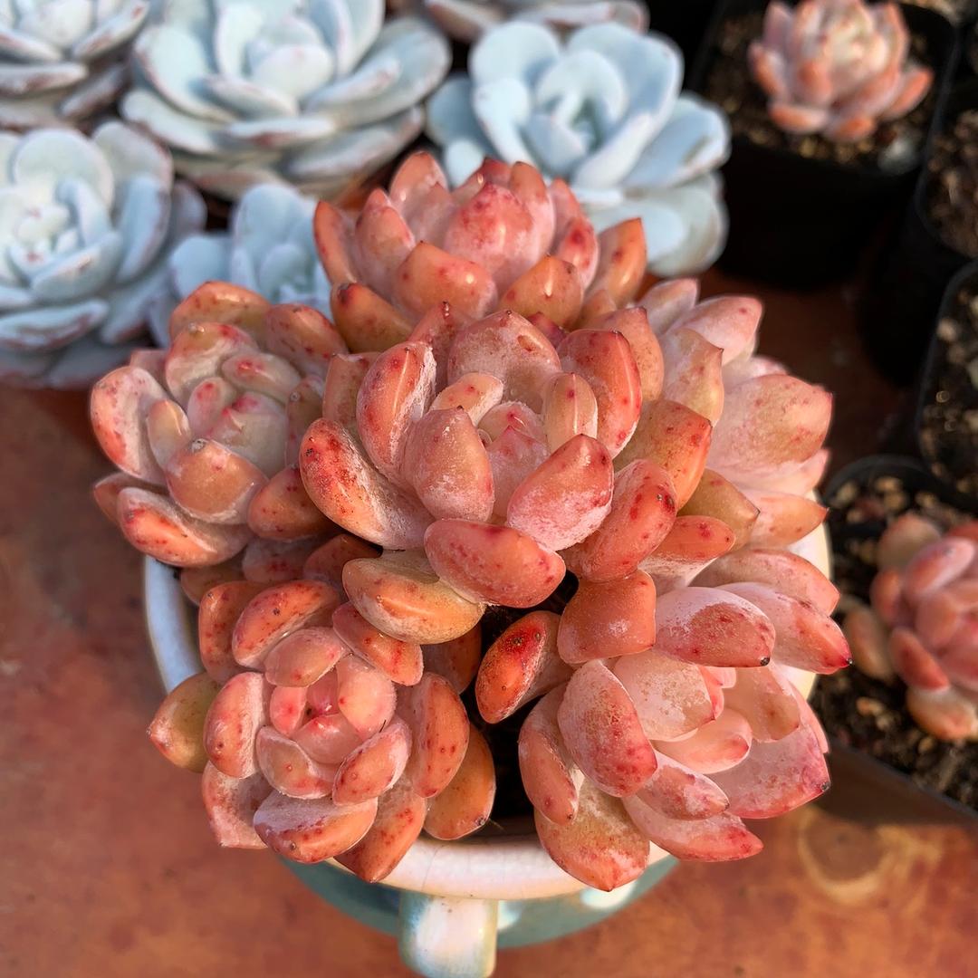 倾力花卉