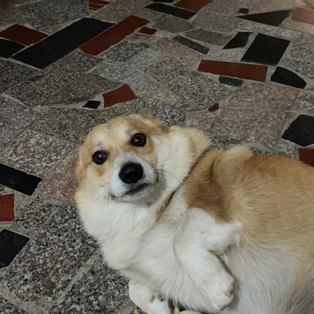 Pyy