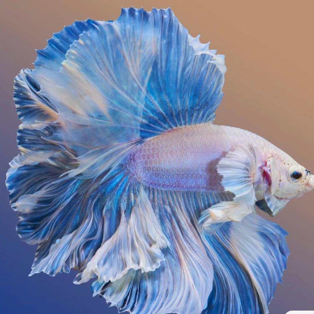 一品泰斗水族馆1