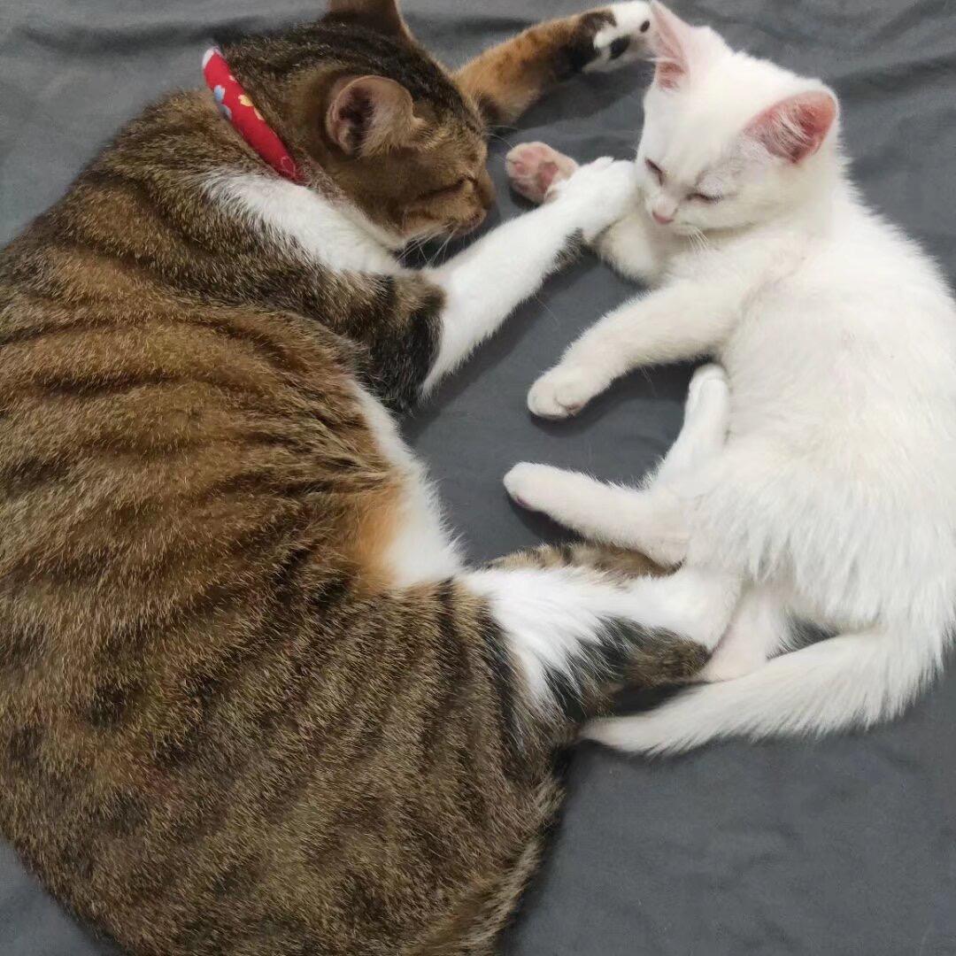 🌈我有两只猫🐱