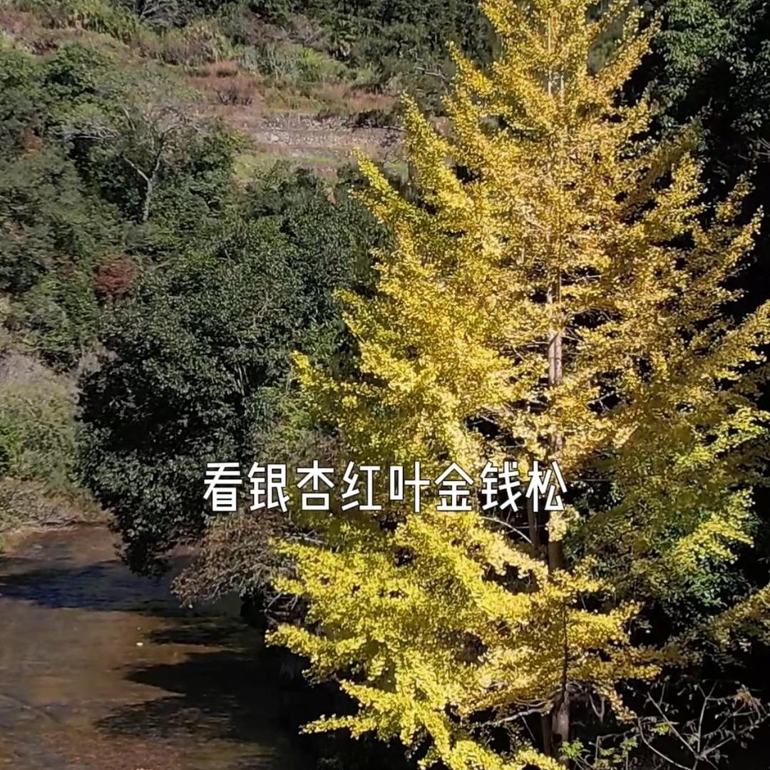 语南陈哥推荐果苗