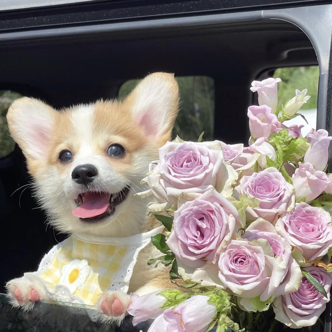 小羊小百货