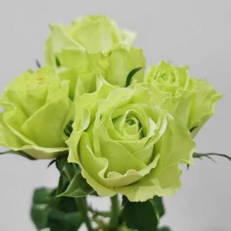 慧姐花卉