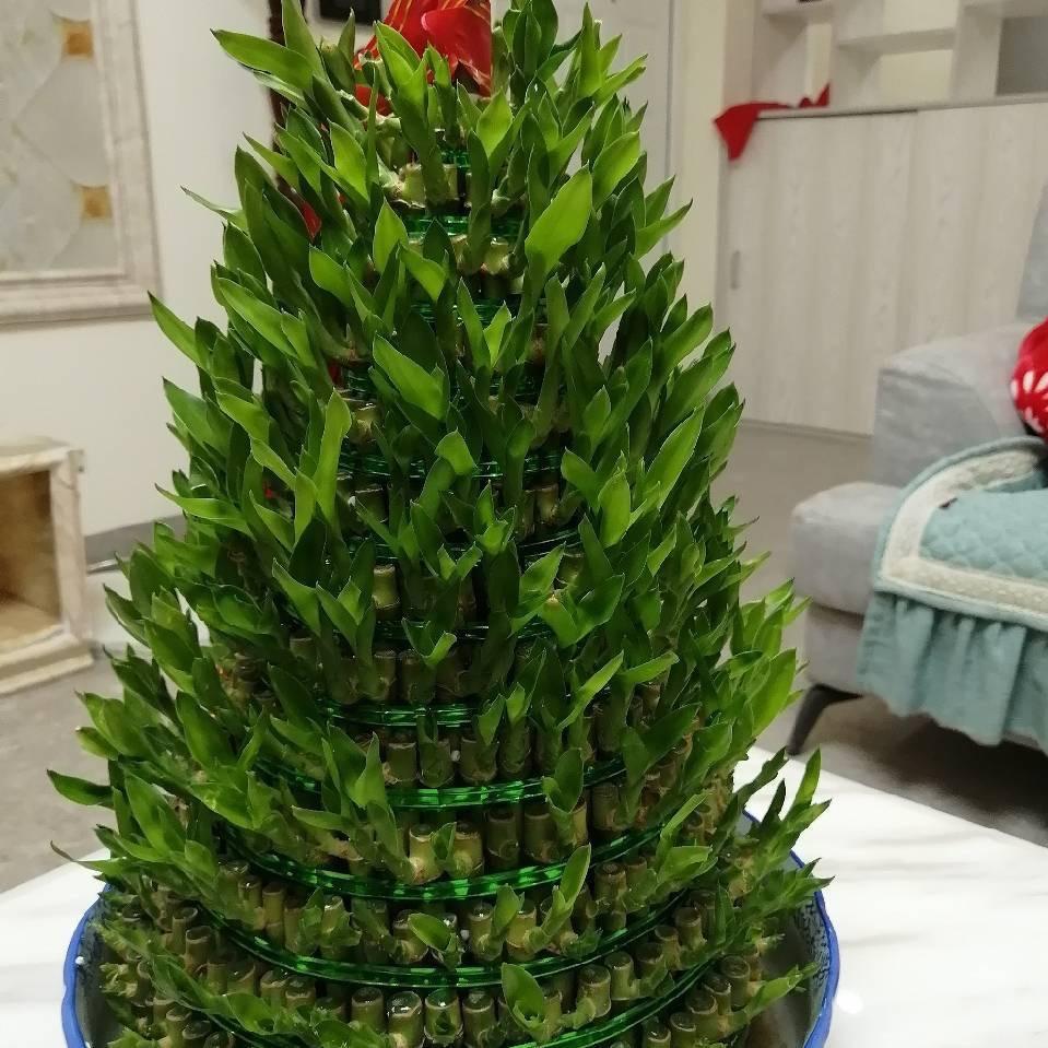 神名兰花女人