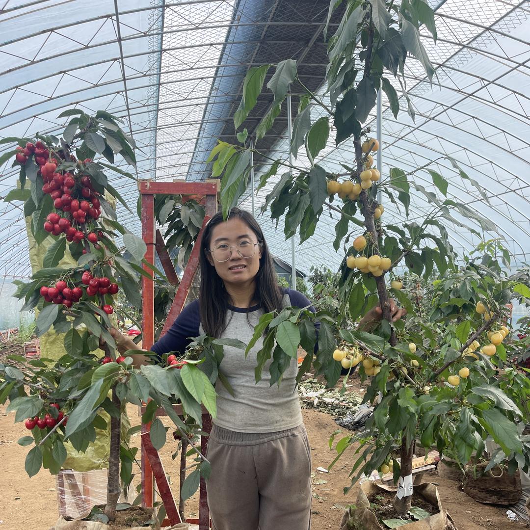 中桃果树苗木专营店