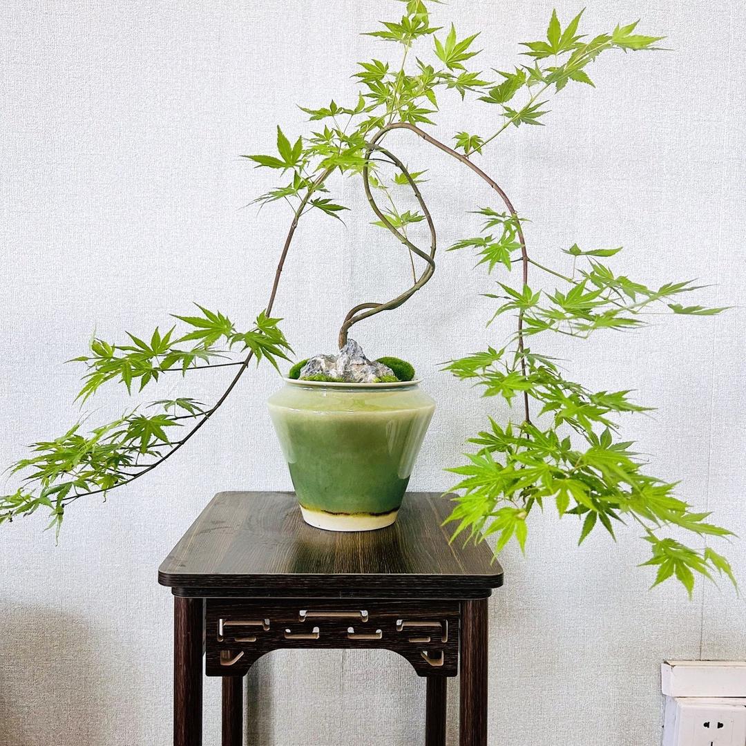 枫叶缘花卉