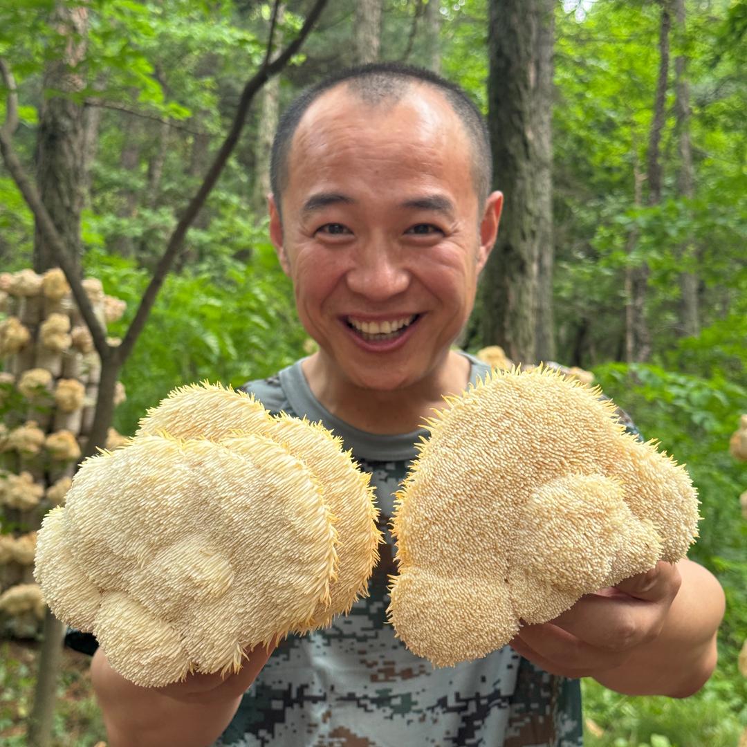 凌博士（林下猴头菇）
