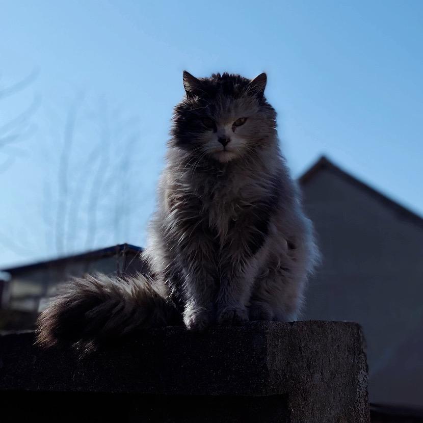 猫大侠